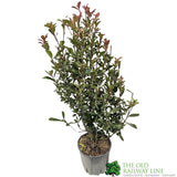 Photinia Fraseri 'Carre Rouge' Plant 80cm Tall (IT)
