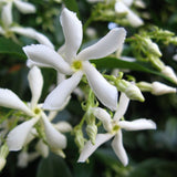 Trachelospermum Jasminoides 'Star Jasmine' Tripod Climber 120cm Tall (IT)