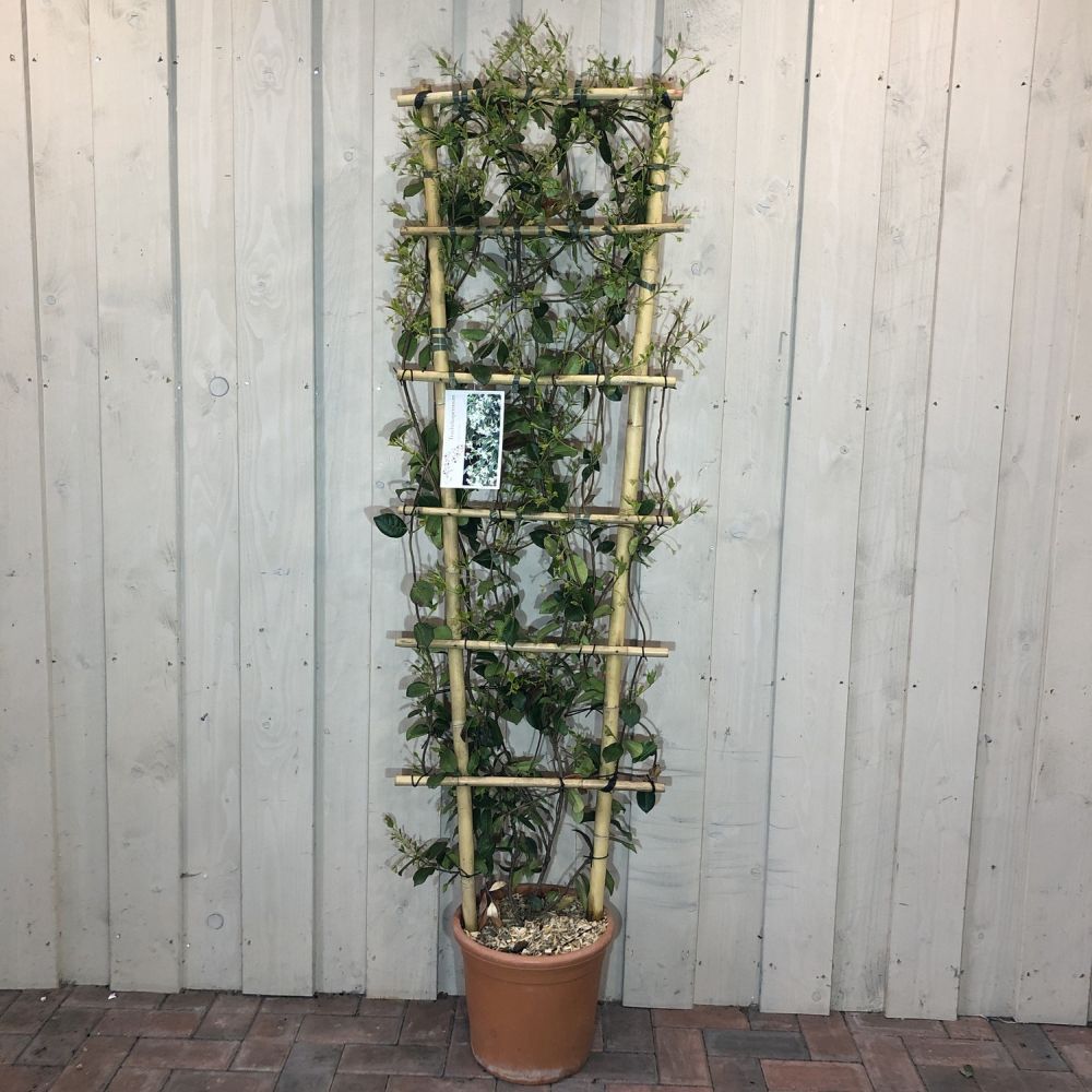 Trachelospermum Jasminoides Climber 1.5m Tall 15Ltr Pot