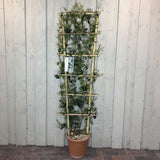 Trachelospermum Jasminoides Climber 1.5m Tall 15Ltr Pot