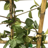 Trachelospermum Jasminoides Climber on Frame 80cm Tall (IT)