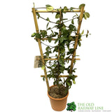 Trachelospermum Jasminoides Climber on Frame 80cm Tall (IT)