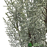Cupressus Arizonica 'Glauca' Cypress Plant - 10Ltr Pot