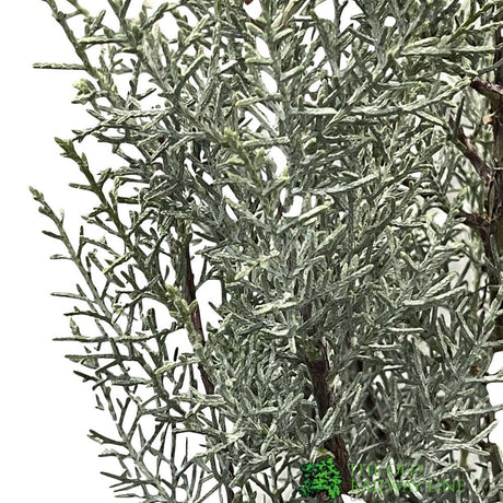 Cupressus Arizonica 'Glauca' Cypress Plant - 10Ltr Pot