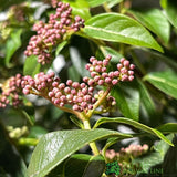 Viburnum Tinus 'Eve Price' Laurustinus Plant 60cm Tall (IT)