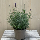 Lavandula Hidcote 'Essence' Lavender Plant 2Ltr Pot