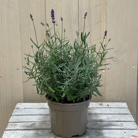 Lavandula Hidcote 'Essence' Lavender Plant 2Ltr Pot