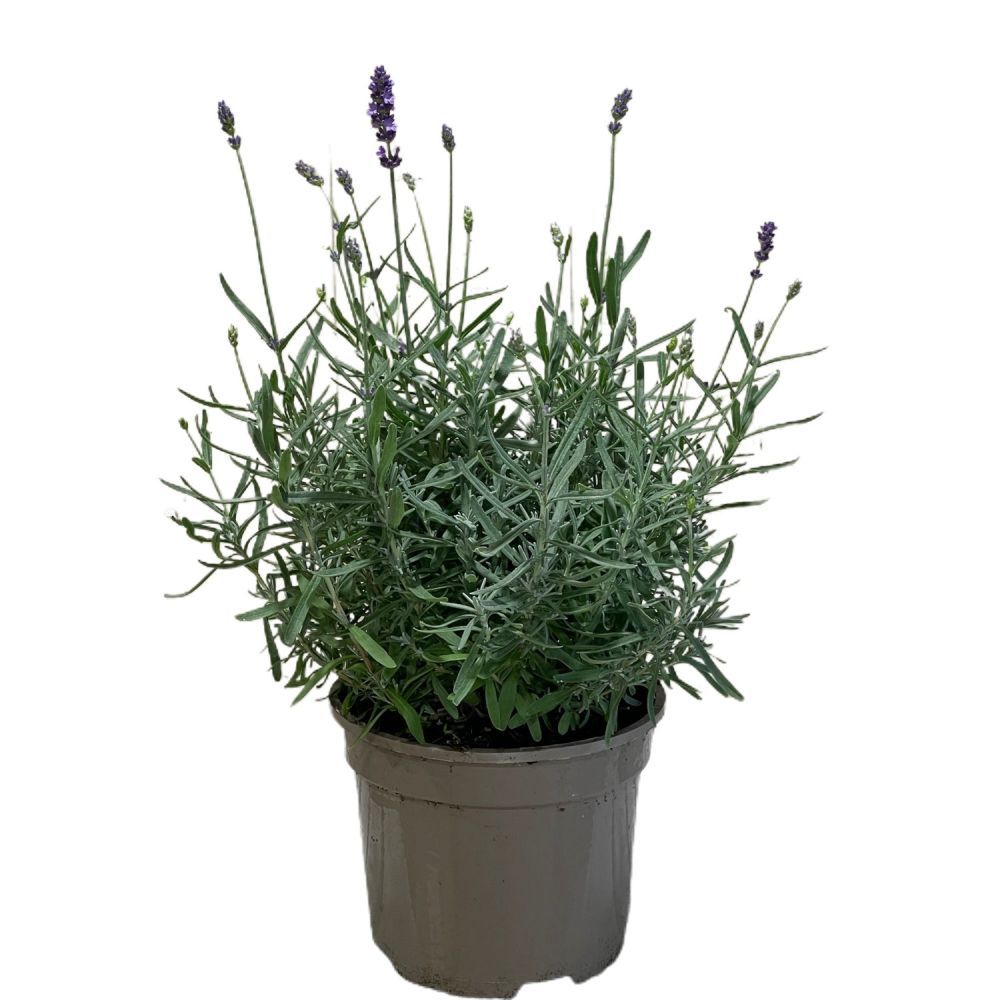 Lavandula Hidcote 'Essence' Lavender Plant 2Ltr Pot