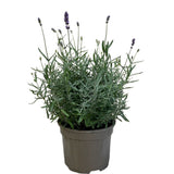 Lavandula Hidcote 'Essence' Lavender Plant 2Ltr Pot