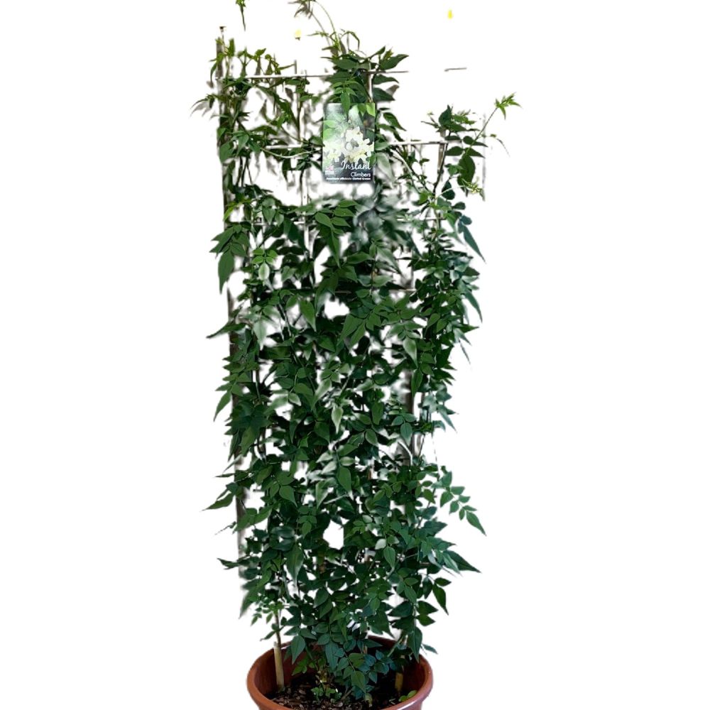 Jasminum officinale 'Clotted Cream' Jasmine Climber on Trellis 20 Ltr Pot