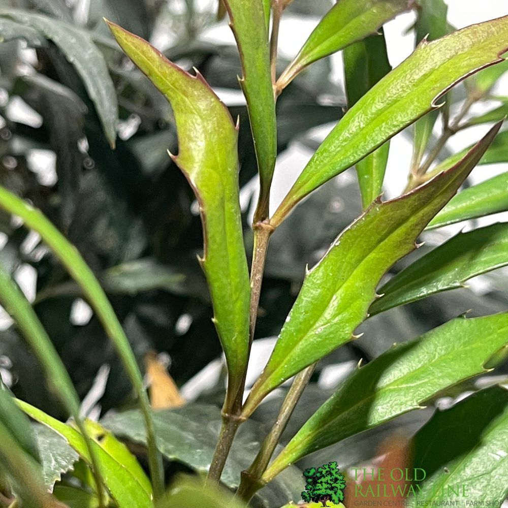 Mahonia 'Narihira' Plant 30cm Tall (IT)