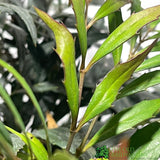 Mahonia 'Narihira' Plant 30cm Tall (IT)