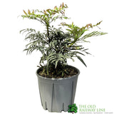 Mahonia 'Narihira' Plant 30cm Tall (IT)