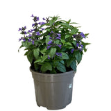 Nepeta 'Neptune' Plant 3 Ltr Pot