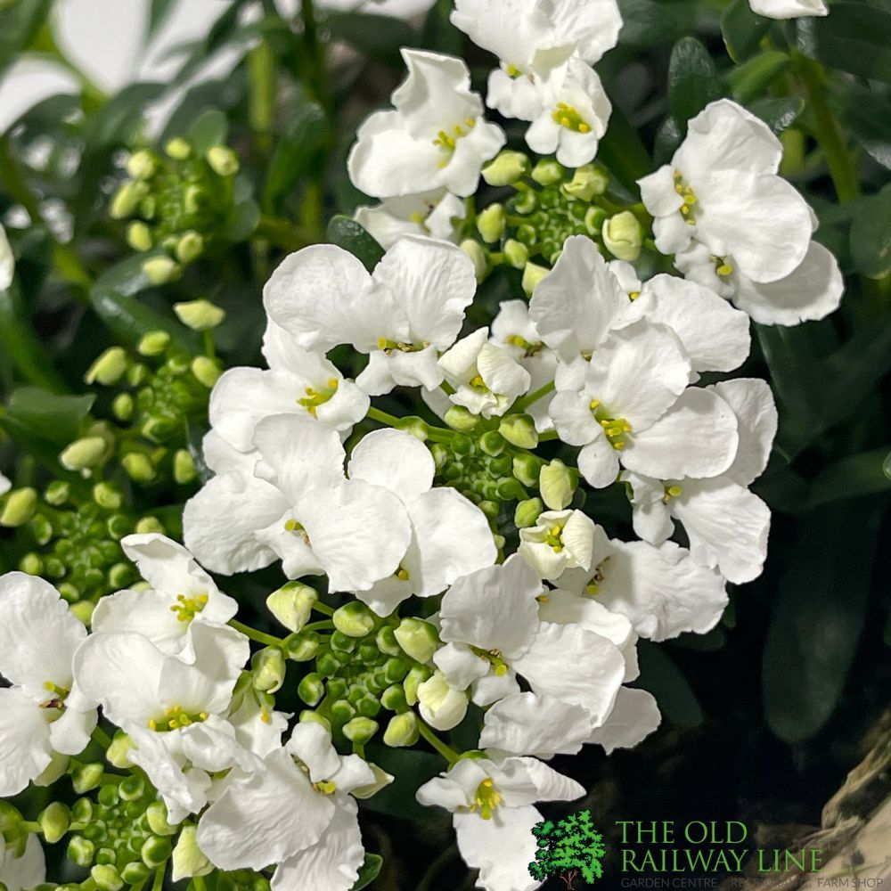 Iberis 'Snowsurfer' Plant 2Ltr Pot