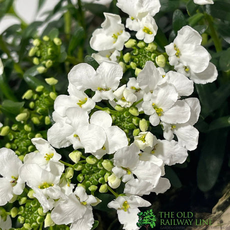 Iberis 'Snowsurfer' Plant 2Ltr Pot