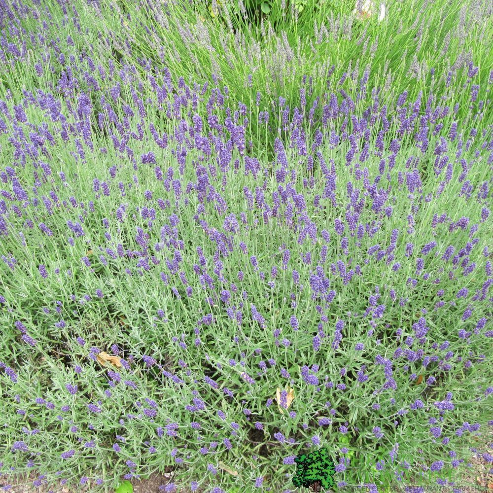 Lavender Hidcote 11cm Pot