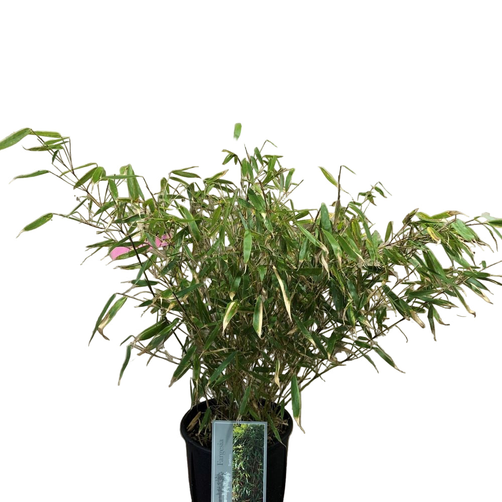 Fargesia robusta 'Pingwu' Bamboo Plant 9 Ltr