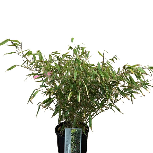 Fargesia robusta 'Pingwu' Bamboo Plant 9 Ltr