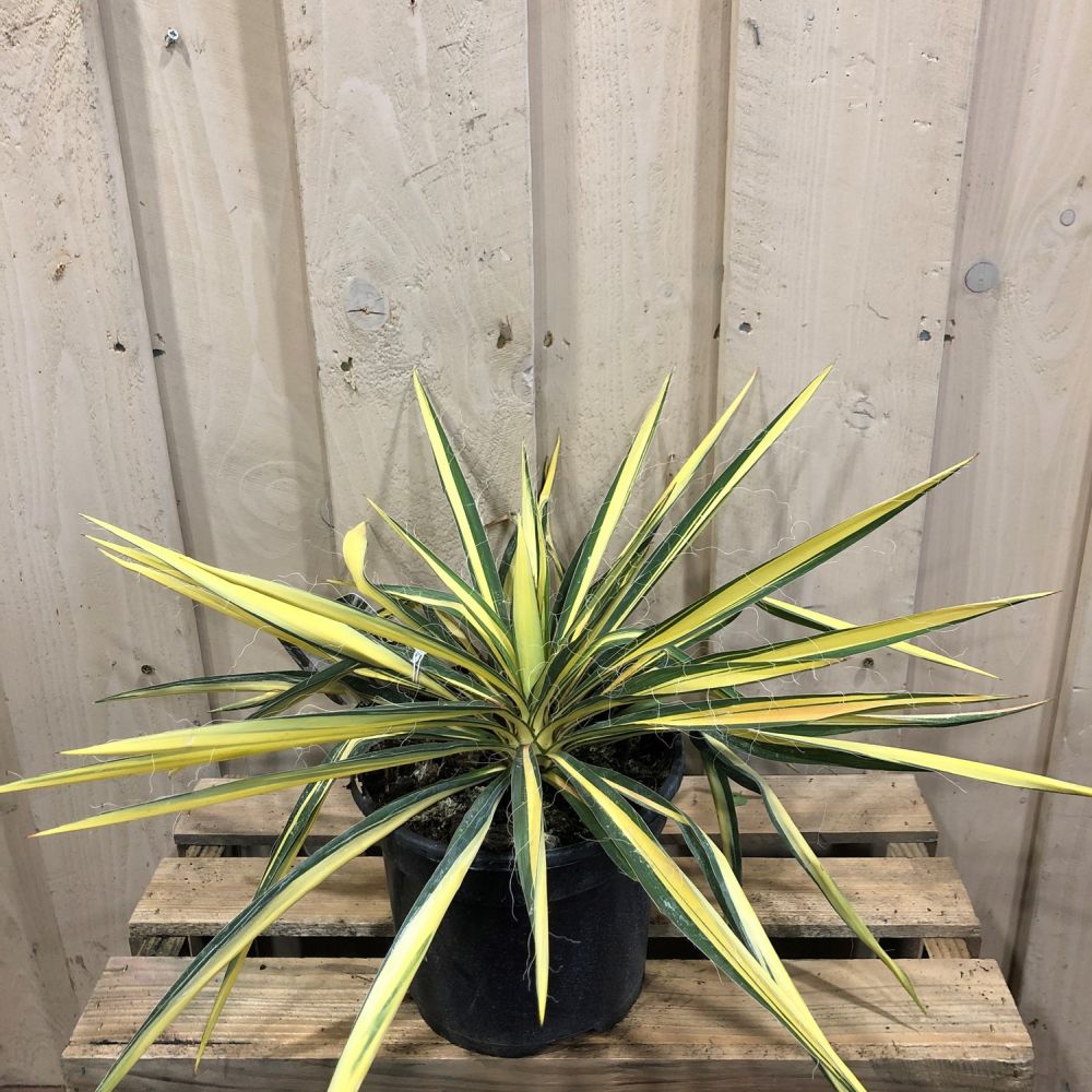 Yucca filamentosa 'Colour Guard' Plant 3Ltr Pot