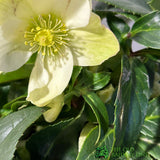 Hellebore 'Ice Breaker Max' Helleborus Gold Collection Plant - 21cm Pot