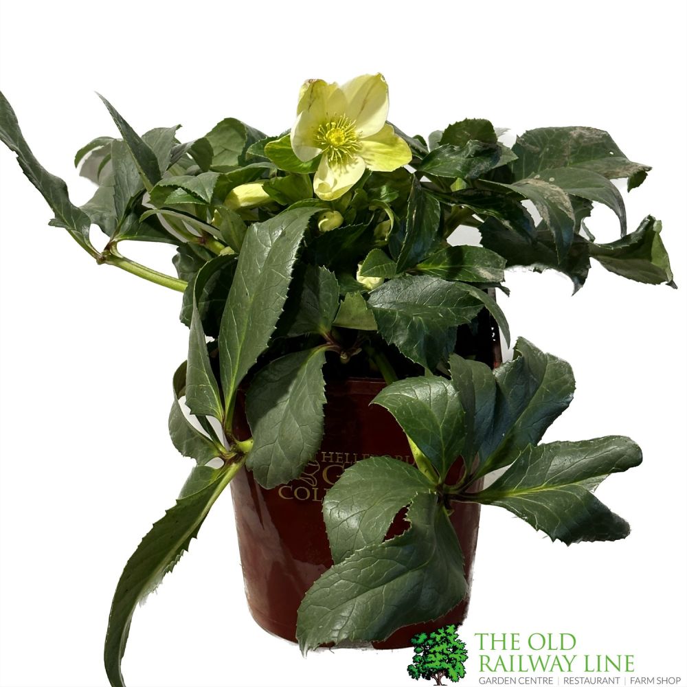 Hellebore 'Ice Breaker Max' Helleborus Gold Collection Plant - 21cm Pot