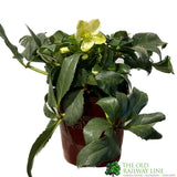 Hellebore 'Ice Breaker Max' Helleborus Gold Collection Plant - 21cm Pot