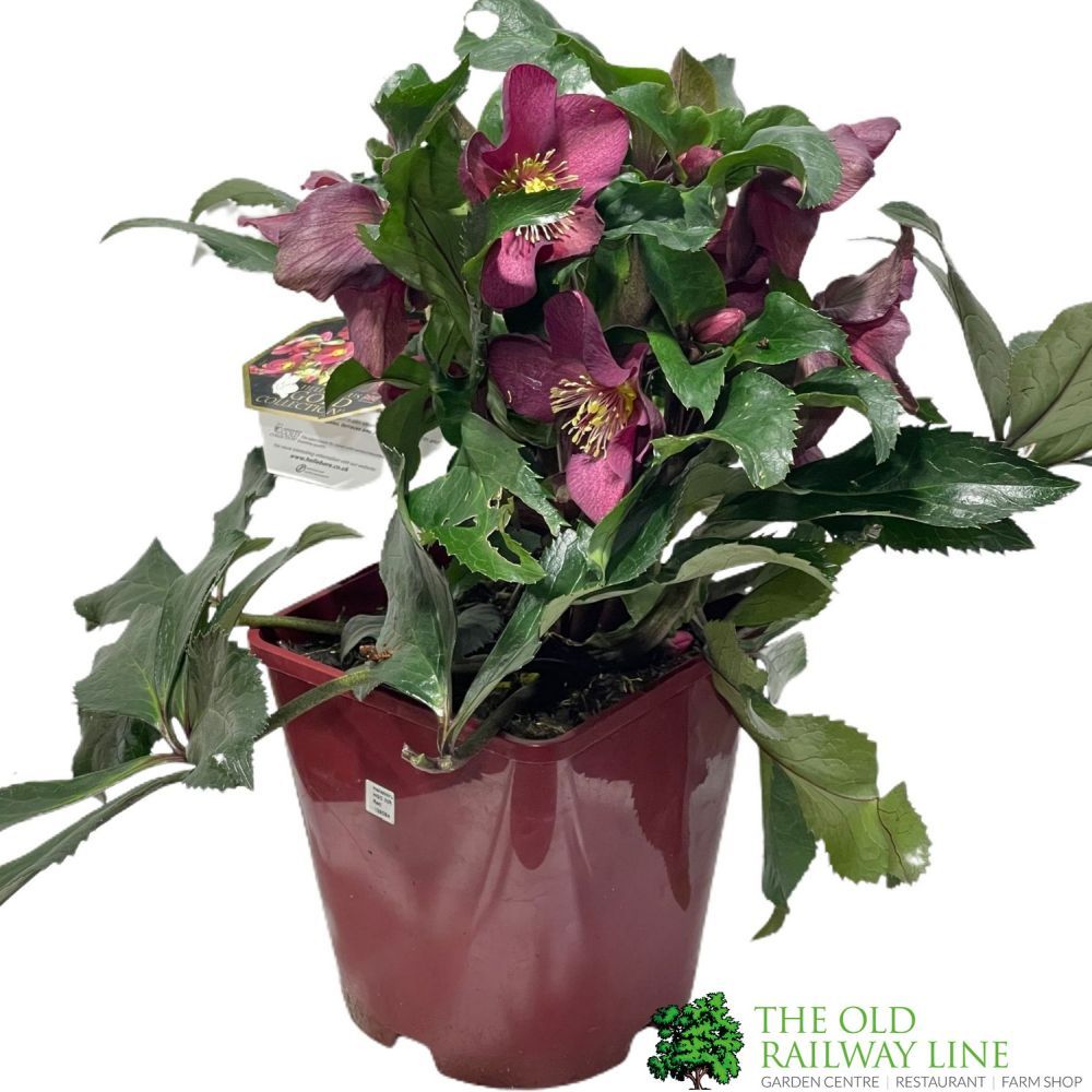 Hellebore 'Ice N' Roses Red' Helleborus Gold Collection 4.5Ltr Pot