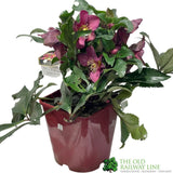 Hellebore 'Ice N' Roses Red' Helleborus Gold Collection 4.5Ltr Pot