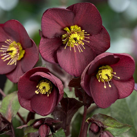 Hellebore 'Ice n' Roses Merlot' Helleborus Gold Collection 4.5Ltr Pot