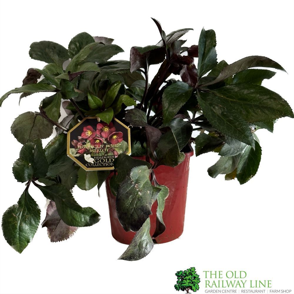 Hellebore 'Ice n' Roses Merlot' Helleborus Gold Collection 4.5Ltr Pot