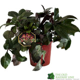 Hellebore 'Ice n' Roses Merlot' Helleborus Gold Collection 4.5Ltr Pot