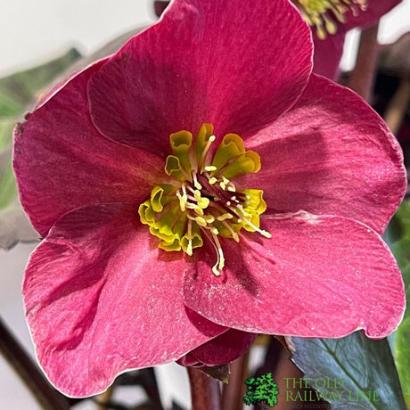 Hellebore Ice n' Roses 'Brunello' Helleborus Gold Collection Plant - 4.5Ltr Pot