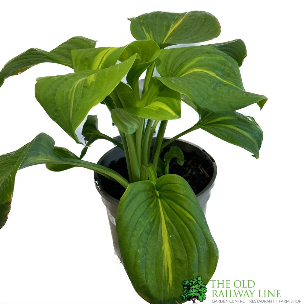 Hosta 'Emerald Charger' 3Ltr Pot