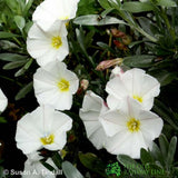 Convolvulus cneorum Silverbush Plant 2 Ltr Pot