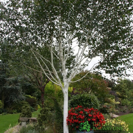 Betula 'Jacquemontii' White Birch Multistem 1.5m Tall (IT)