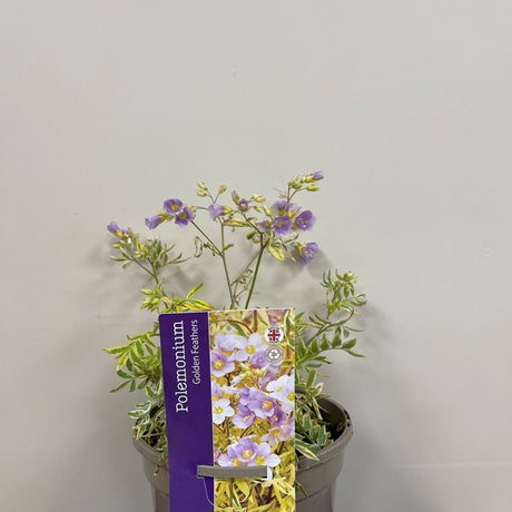 Polemonium 'Golden Feathers' Plant 3 Ltr Pot