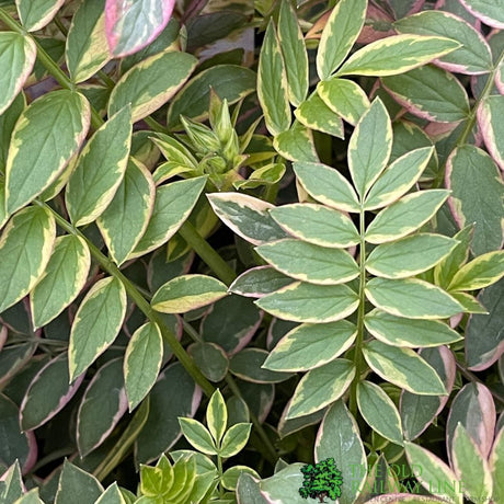 Polemonium 'Golden Feathers' Plant 3 Ltr Pot