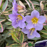 Polemonium 'Golden Feathers' Plant 3 Ltr Pot