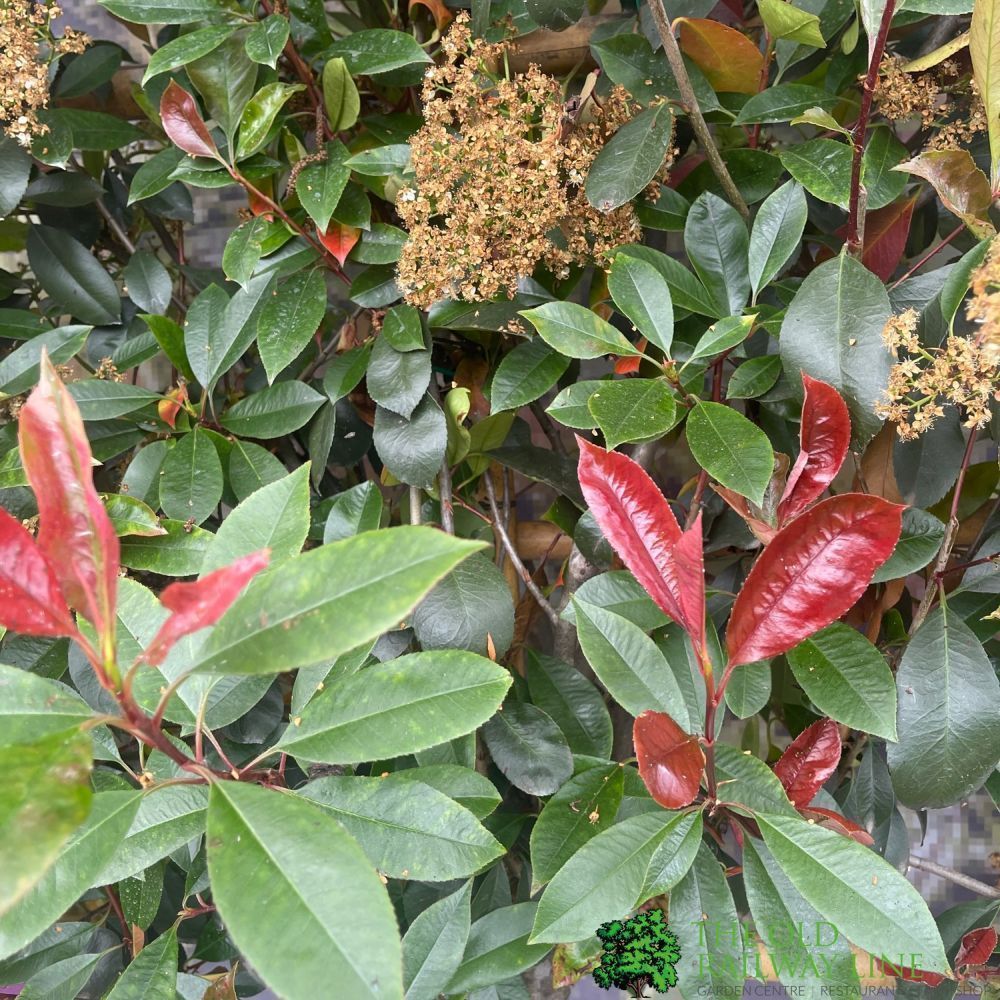 Photinia x Fraseri 'Red Robin' Pleached Form 2m Tall – Old Railway Line ...