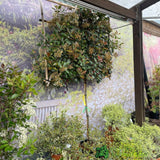 Photinia x Fraseri 'Red Robin' Pleached Form 2m Tall