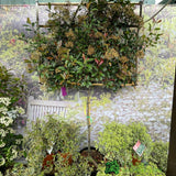 Photinia x Fraseri 'Red Robin' Pleached Form 2m Tall