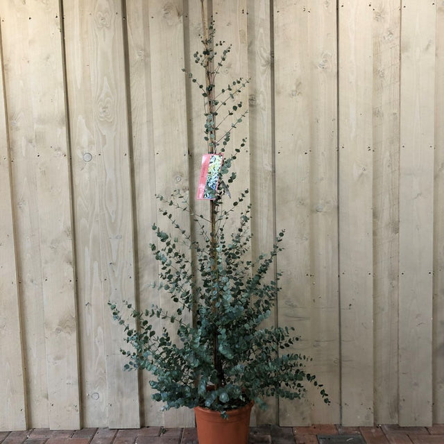 Eucalyptus Gunnii Tree 'Azura' 9Ltr 1.8m Tall