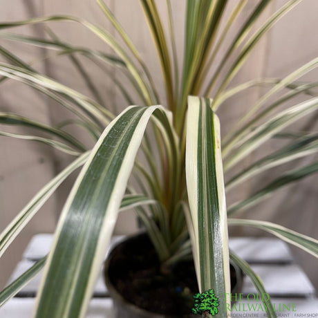Cordyline Australis 'Torbay Dazzler' Plant 2Ltr Pot