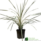 Cordyline Australis 'Torbay Dazzler' Plant 2Ltr Pot