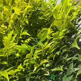 Nandina Domestica 'Magical Lemon & Lime' Heavenly bamboo 30cm Tall (IT)