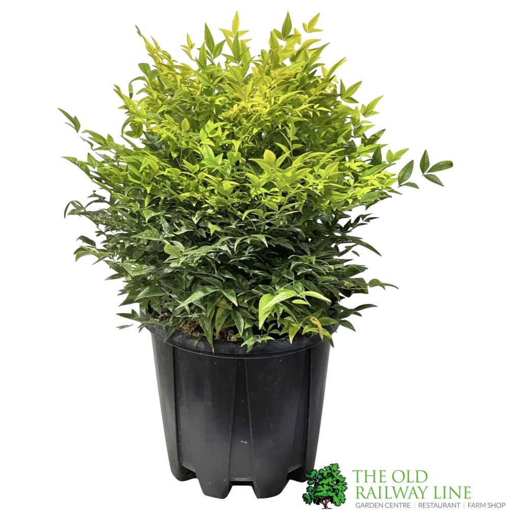 Nandina Domestica 'Magical Lemon & Lime' Heavenly bamboo 30cm Tall (IT)