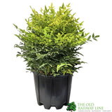 Nandina Domestica 'Magical Lemon & Lime' Heavenly bamboo 30cm Tall (IT)