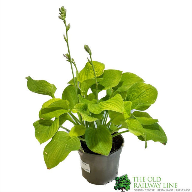 Hosta 'August Moon' 3Ltr Pot