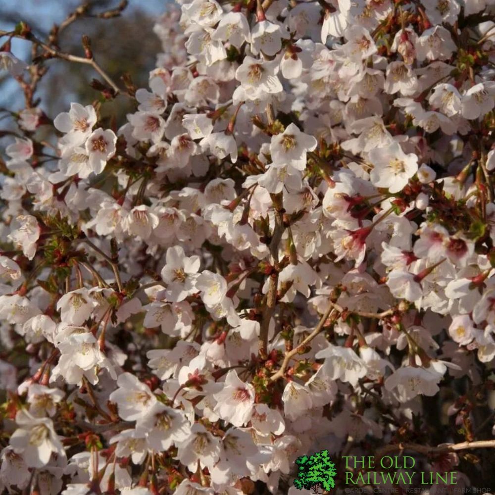 Prunus 'Kojo No Mai' Blossom Standard 5Ltr Pot (NL)